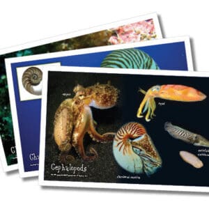 Shell Posters, set of 12