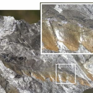 Large sample of a fossil (6” –10”  diameter)