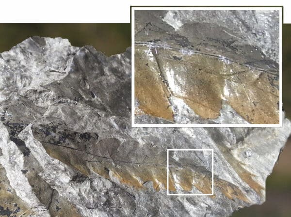 Large sample of a fossil (6” –10”  diameter)