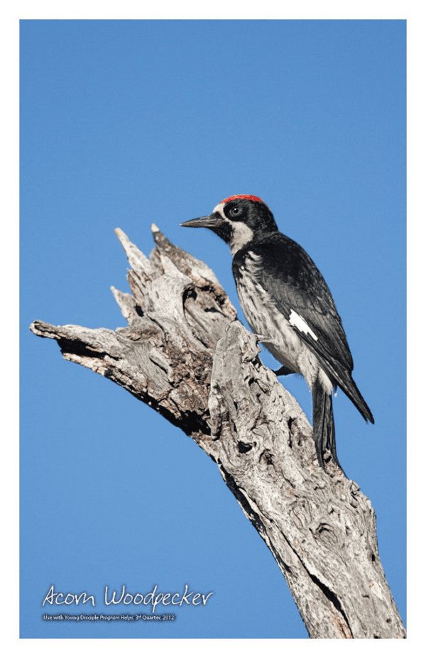 Nature Posters, set of 13 - Image 3