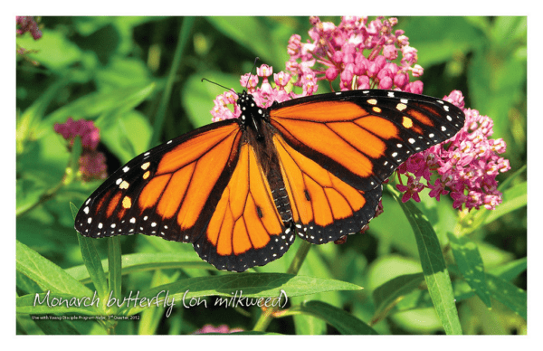 Nature Posters, set of 13 - Image 4
