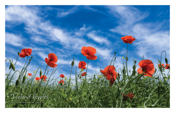 Nature Posters, set of 13 - Image 7