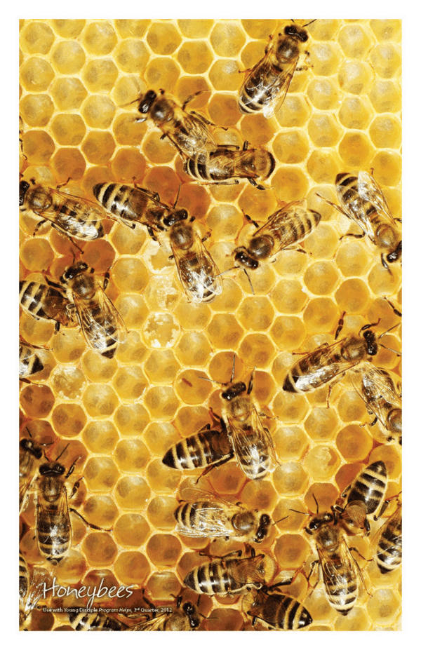 Nature Posters, set of 13 - Image 8