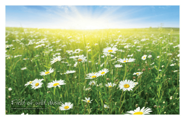 Nature Posters, set of 13 - Image 11