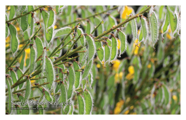 Nature Posters, set of 13 - Image 13