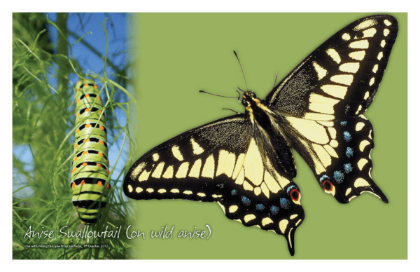 Nature Posters, set of 13 - Image 14