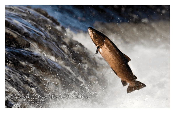 Nature Posters, set of 13 - Image 15