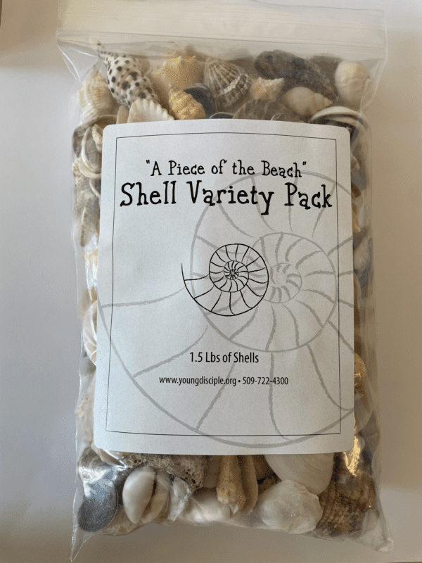 "Piece of the Beach" Assorted Seashells