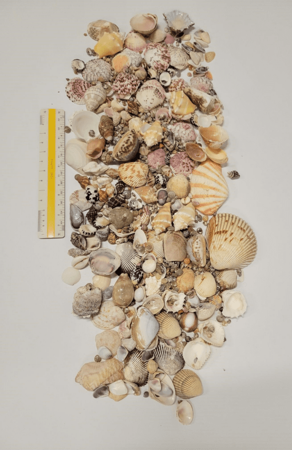 "Piece of the Beach" Assorted Seashells - Image 3